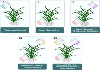 Synergistic application of melatonin and silicon oxide nanoparticles modulates reactive oxygen species generation and the antioxidant defense system: a strategy for cadmium tolerance in rice